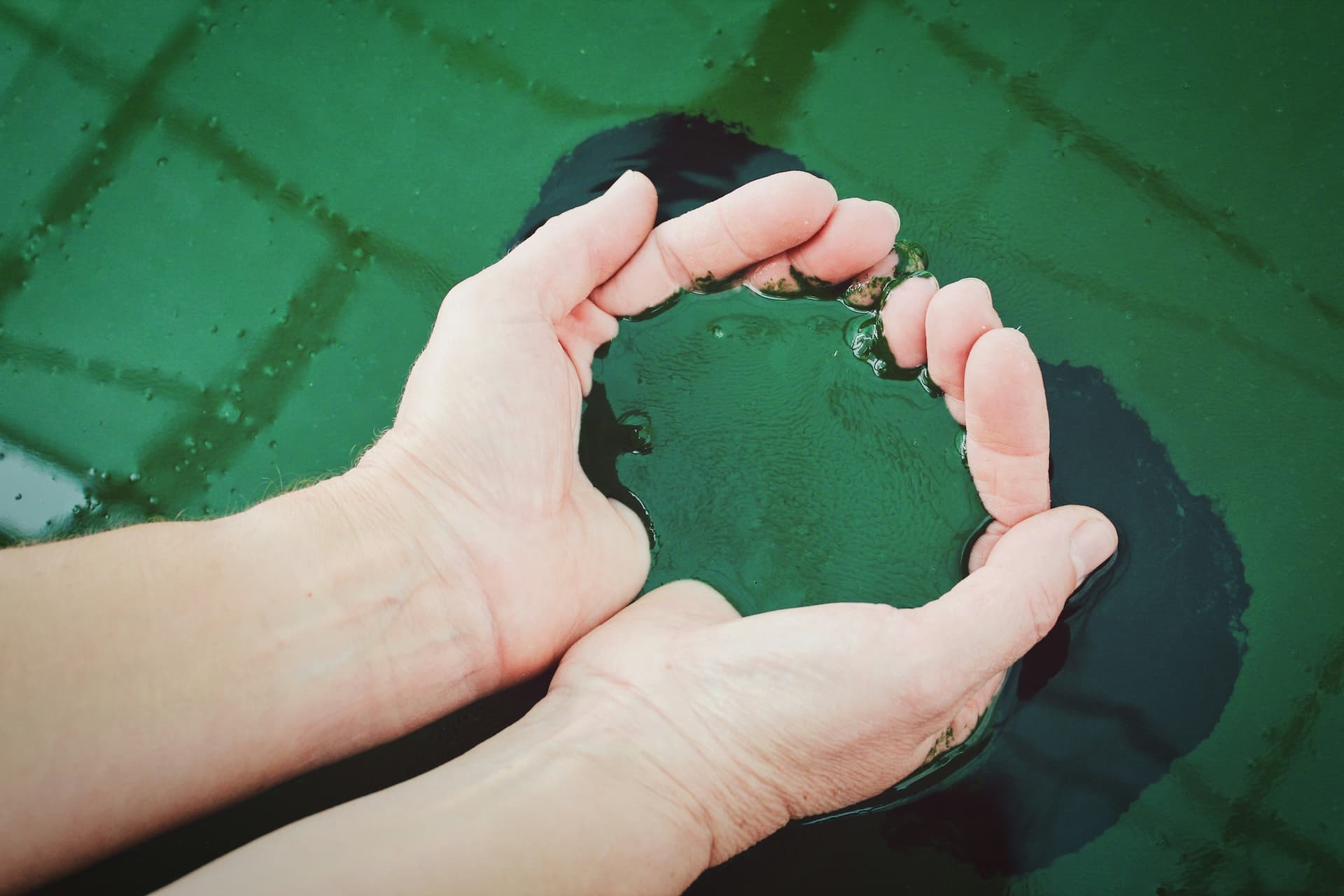 Hands scooping spirulina micro algae from a pond. Photo by Vita Marija Murenaite on Unsplash.