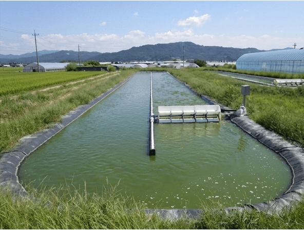 An open-air raceway pond for spirulina algae production