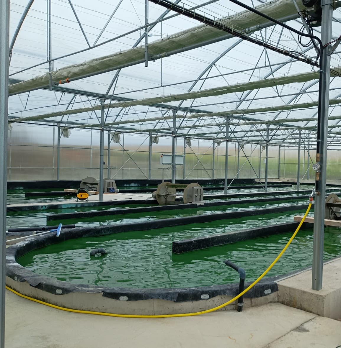 An enclosed bio-secure raceway pond for spirulina algae production.